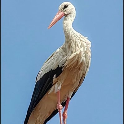 LaMachine67000's profile picture. compte de secours 🛟 ✊#JeNeSuisPasSuicidaire 🖕XFrance & L’Élysée 🖕