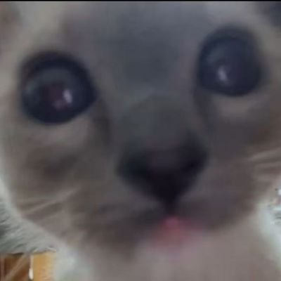 IceCreA03918043's profile picture. 完全雑食