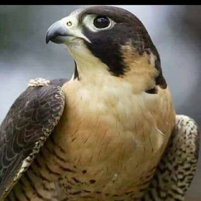 الصقر الشامخ. Profile