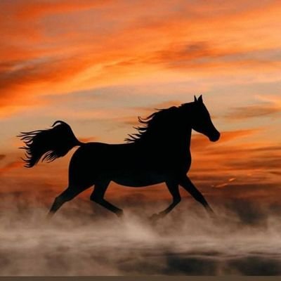 youseddi's profile picture. Crypto