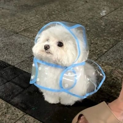 silencenthesea's profile picture. Crayon Shin-Chan enjoyer 🦉