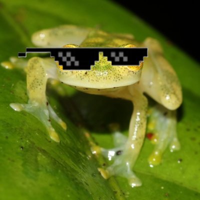 FredyTheFrog9's profile picture. Crypto trader since October 2024 + Documenting my intire trading journey on X | 16y/o