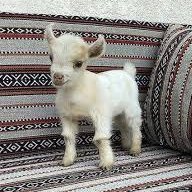 0xburoz's profile picture. 🎣🚴