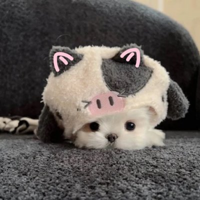 Orwheuloo42286's profile picture. 台湾出身の普通の女の子｜日本の文化、旅行、美味しい食べ物が好きです