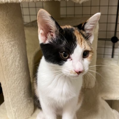 enkochin0517's profile picture. 山形市住みの40代です ２０代娘と高校3年息子がいます V6 トニセン💜SixTONES💚 NEWS💚山田裕貴 ちいかわ Sing Like Talking 大好きです☺️猫ちゃんお迎えしました🐱いきなりのイイネごめんなさい🙏RNらぶゆきちゃん🥹副業やエロ垢 ブロします⚠️