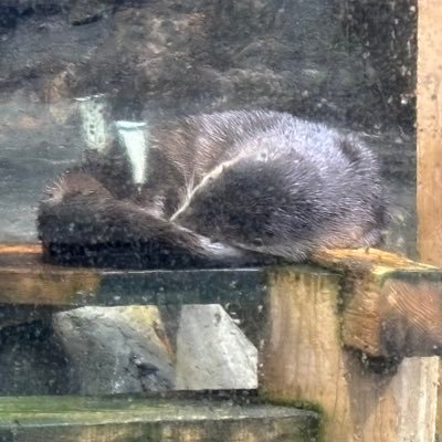 Alia_Shiori's profile picture. 取り扱い説明　定期的に天葉様と百合とロボットを摂取させてください。   大きな音が苦手です。　コミュ障は仕様です。 小説書いてます、読んでくれると嬉しいです。