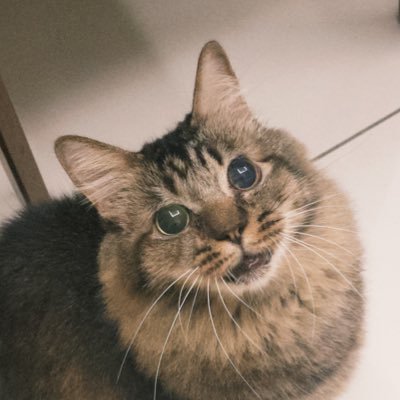 HitomiTQX's profile picture. 