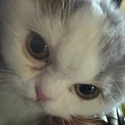 chuanfuning's profile picture. 猫をこよなく愛する者です。介護中に猫さんの優しさを身を以て知りました。保護猫活動をライフワークにしております。 #認知症 、寝たきり、知的障害者の同時 #介護 を経験した元トリプル #ケアラー 、 元 #ヤングケアラー 、 #きょうだい児 元特許事務所所員の #産業翻訳者 #誤嚥性肺炎ｼｬｰﾅｲﾔﾛ友の会 会員