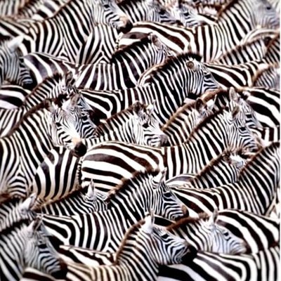 ZealTheOGMascot's profile picture. 