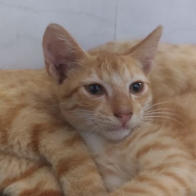 annis1555's profile picture. ❤️🐱🐶🐾 🪔🪔 🔥
🐱 
இதுவும் கடந்து போகும் $BTC $ARB $GRT   $BNB  #Tamilnadu ❤️தமிழன் ❤️