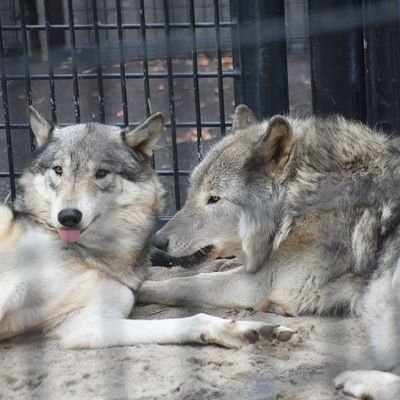 animall25038227's profile picture. 