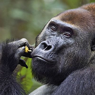 VedantK25089286's profile picture. iss account ke kisi bhi post ko seriously mat lena
Dip me in chocolate and throw me to the lesbians 🗿