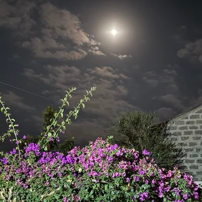 wabukadan's profile picture. 