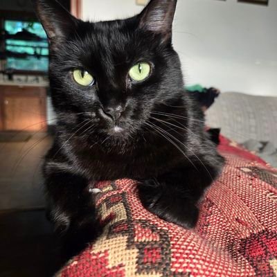 LatticedJennaly's profile picture. *But in the end, it's only a passing thing, this shadow. Even darkness must pass. A new day will come. And when the sun shines it will shine out the clearer*