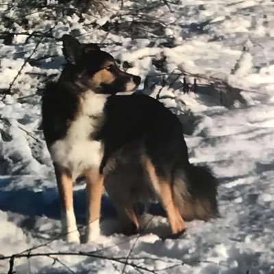 Dan_Gardner8's profile picture. Basingstoke Town H&A x Glasgow Rangers|  Embrace Traditionalism, Reject Modernisation 🇬🇧