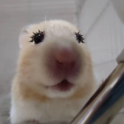 285cookie's profile picture. 너 얼마전에 쉠퓹쉠 리버시블이라고 하지 않았어? 여자가 당황했다