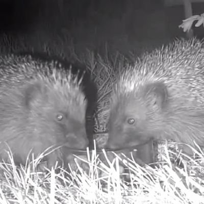 janeg032's profile picture. #WaterForWildlife youtube channel for full videos https://t.co/YD7r2O6Aac  #WildlifeCrime #DontBuyATicket, always reflect what you see & fix it