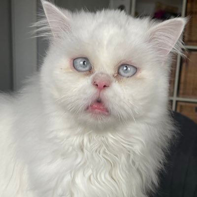 CashCodeLinkRef's profile picture. always hunting for the best free cash reward deals for friend referral sign up! 💳🏦💰