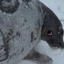 BoggoSix's profile picture. Big Sister Vtuber • Art Tag: #BoggoArt • banner: lucywastaken