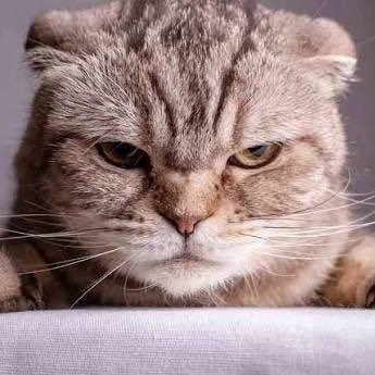 Topcilub's profile picture. 