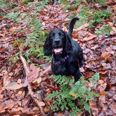 Kay, Robin 🐕❤ &Sir Benny 🐈‍⬛🌈 Profile