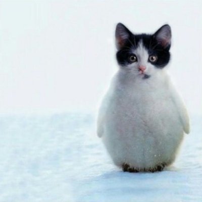 PengthanBS's profile picture. I'm the epic ass cat penguin, here to eat all your durians.