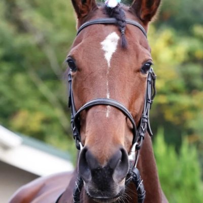 Bluemist_XR's profile picture. ウクライナの広大な草原で乗馬をし🌾、風が頬をなで、馬の蹄が地面を踏むリズムを感じながら、走るたびに大自然と一体になる自由な体験を味わえます。
日本の競馬は一つの文化です。