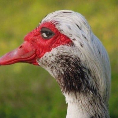 Erwinzucov's profile picture. 