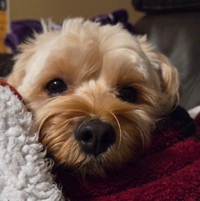 Nikka40's profile picture. Mom, married, rescued/adopted guinea pigs, loves animals, hockey & soccer #DOOL #GH #BB #YR #Tanna #Xarah #Lumi #Stabi #Chabby #Janel #Lante #Sprina #Sinn