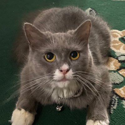 chubisoc's profile picture. 