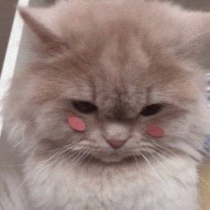 calistolasticot's profile picture. connected by light