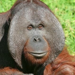 fat_intern's profile picture. interespecies hire at @fatsolutionsxyz

but they don't pay me