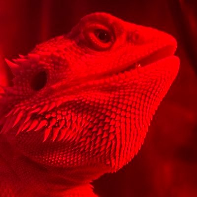 kbmckenzie3954's profile picture. canes, hornets, panthers, gamecocks. dulcè base truther. social worker. Kon Knueppel FC. organizer of the Seth Jarvis Book Club. The original Lizard King