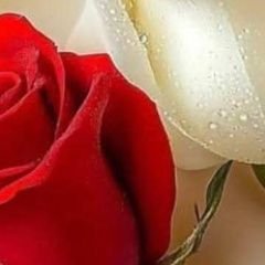 OxKhan124423's profile picture. hi I am khan follow me