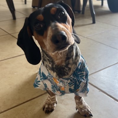 gorgereeno's profile picture. 