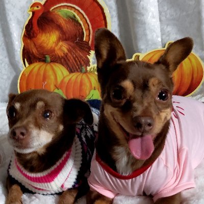 80sqween's profile picture. We are Chewby & Snow White=  Snowby, Chiquita, & Scruffy. (Mom's still searching for Scruffy) #TheRuffRiderz #OTLFP #PuppyBookClub #PalsPorch #BringScruffyHome
