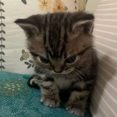 DaWinchi34's profile picture. nsfw acc, 18, minors Do Not Interact, retired i guess