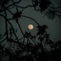 MistyGlow_vt's profile picture. Certified in losing with style, but never losing the vibe.
Turning every failure into a plot twist worth watching.