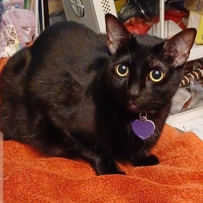 TinyButFierce06's profile picture. I got Hacked, and my account was stolen. Then X wouldn't let me start a new account with any of my old info, so I am starting over.