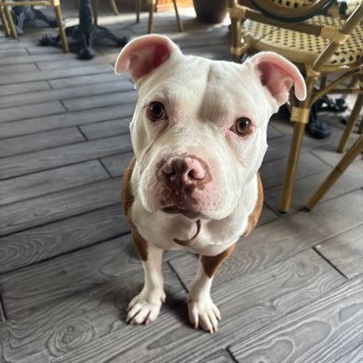 TheAlenrryI's profile picture. world class opinionated