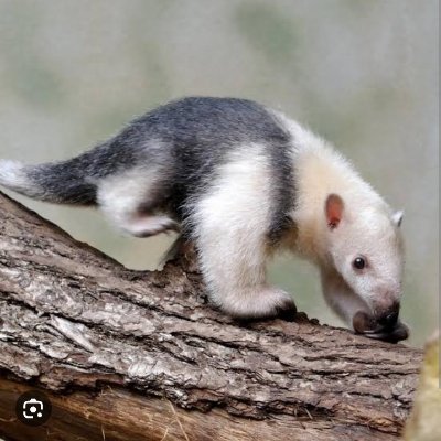 tecuent00's profile picture. 