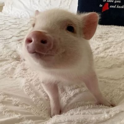 abeefypig's profile picture. YouTuber | Real Pig | #HTownMade | Check out my channel if you’re interested! | second account: @abeefypigextra