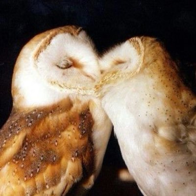 dumbpup29383's profile picture. pro recovery ⟢basic dni ⟢ifb ⟢relapsed ⟢anorexic ⟢#shedtwt ⋆𖦹⋆ˎˊ˗