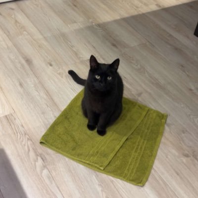 nowoodles's profile picture. mostly just minding my own business