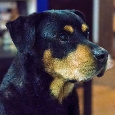 Rodrigo_Diez_10's profile picture. Abogado, escritor, aficionado al box, videojugador y futbolista frustrado. Éste es un disfraz, en realidad soy Paul Atreides.