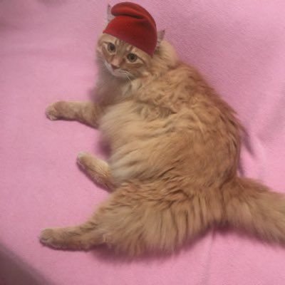 markwellla's profile picture. I AM NIC DOLINGER’S UNPAID PUBLICIST.