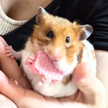 kodokunogugugu's profile picture. 