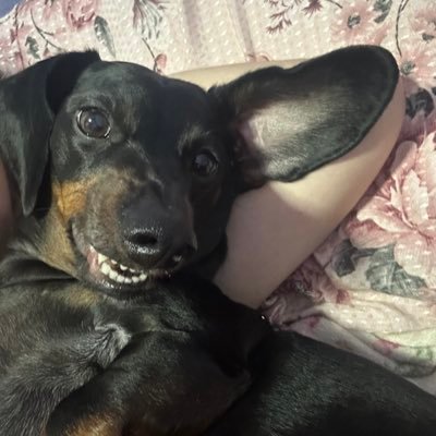 ntlthv's profile picture. talvez eu seja um pouco fudida demais pra minha idade, mas é isso e ta tudo bem