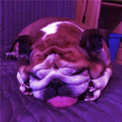 lewrari44's profile picture. hate everyone who name is not lewis hamilton | racist fuckoff