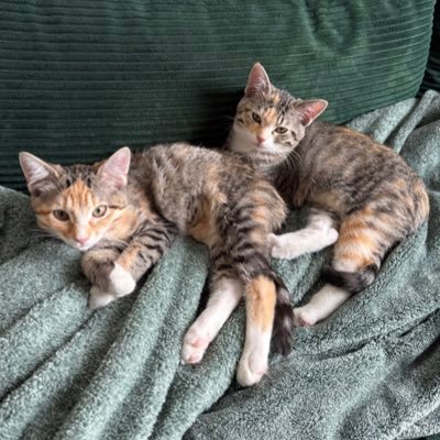 enyaandelara's profile picture. two of the world’s prettiest girls born august 12, 2025 ♌︎